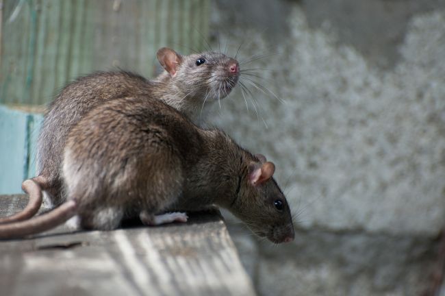 dureri articulare de la șoareci