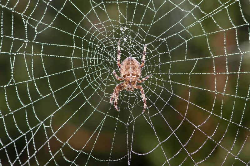 viziunea pânză de păianjen pierderea permanentă a vederii