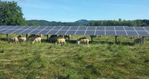 Instalare panouri solare pe teren agricol