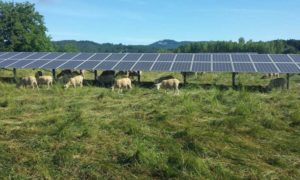 Instalare panouri solare pe teren agricol