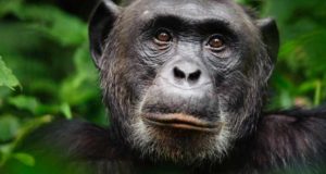 Cimpanzeu în sălbăticie