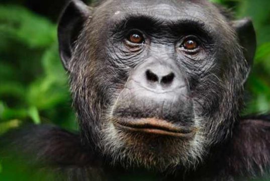 Cimpanzeu în sălbăticie